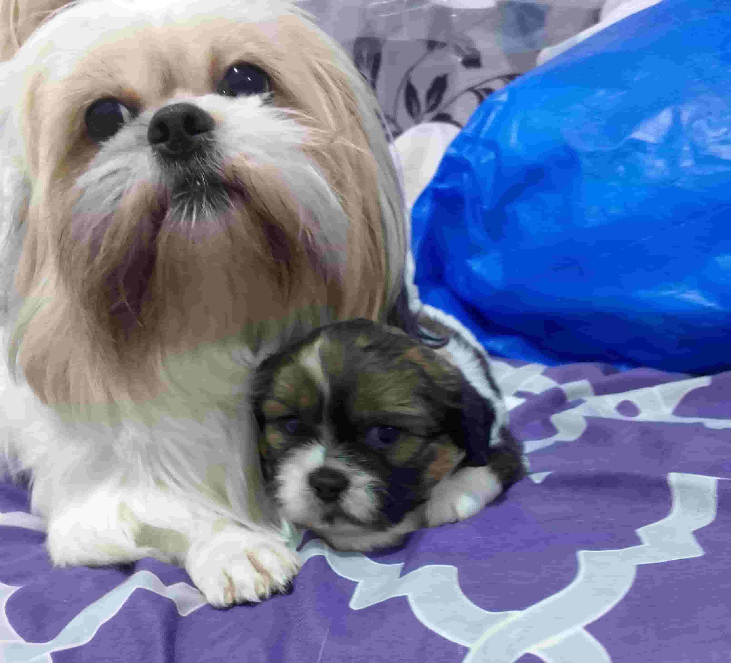 للبيع جراوة شيتزو بيور