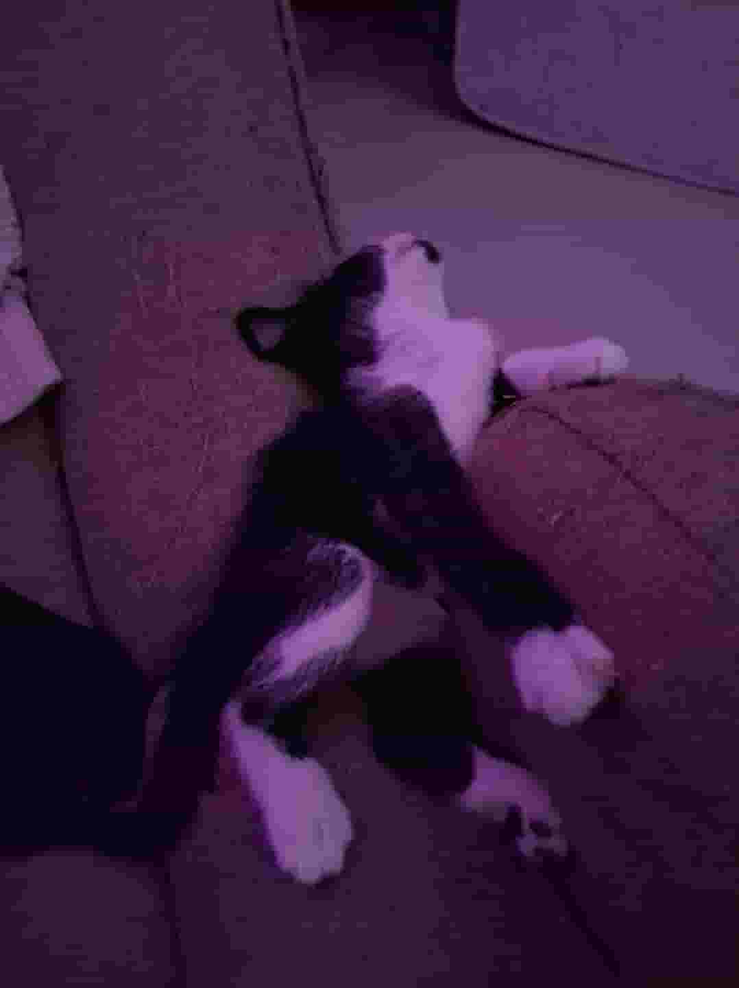 قط كاليكو توكسيدو