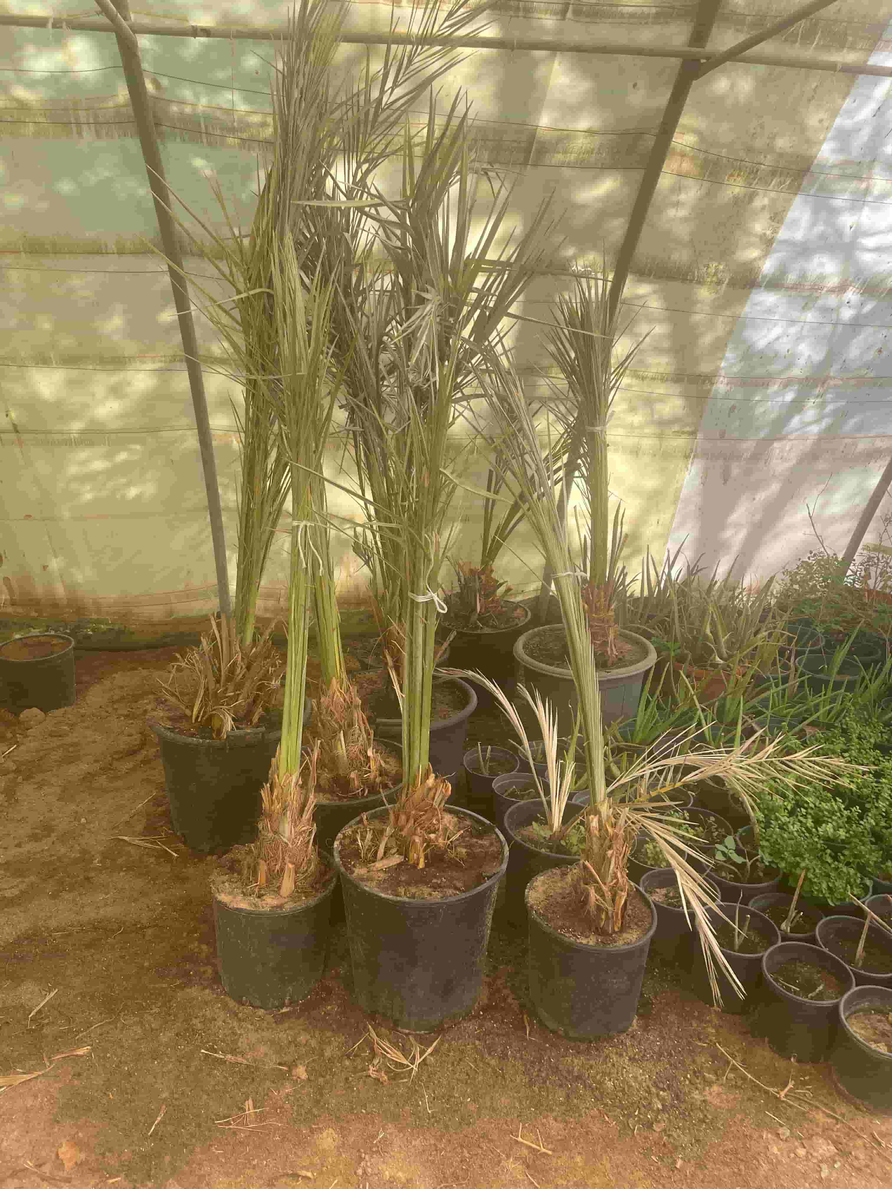 For sale seedlings and palm trees and a pot
