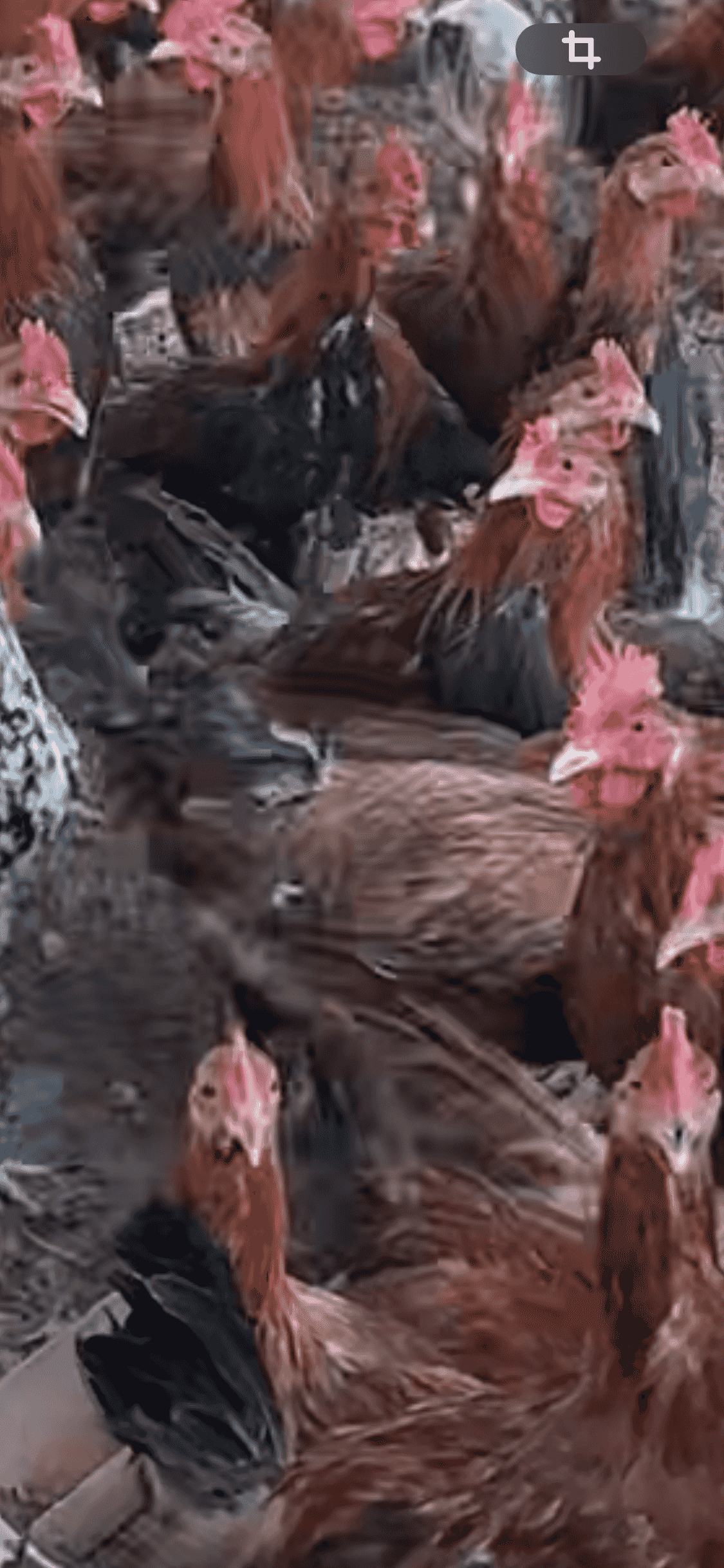 للبيع ديوك عربي