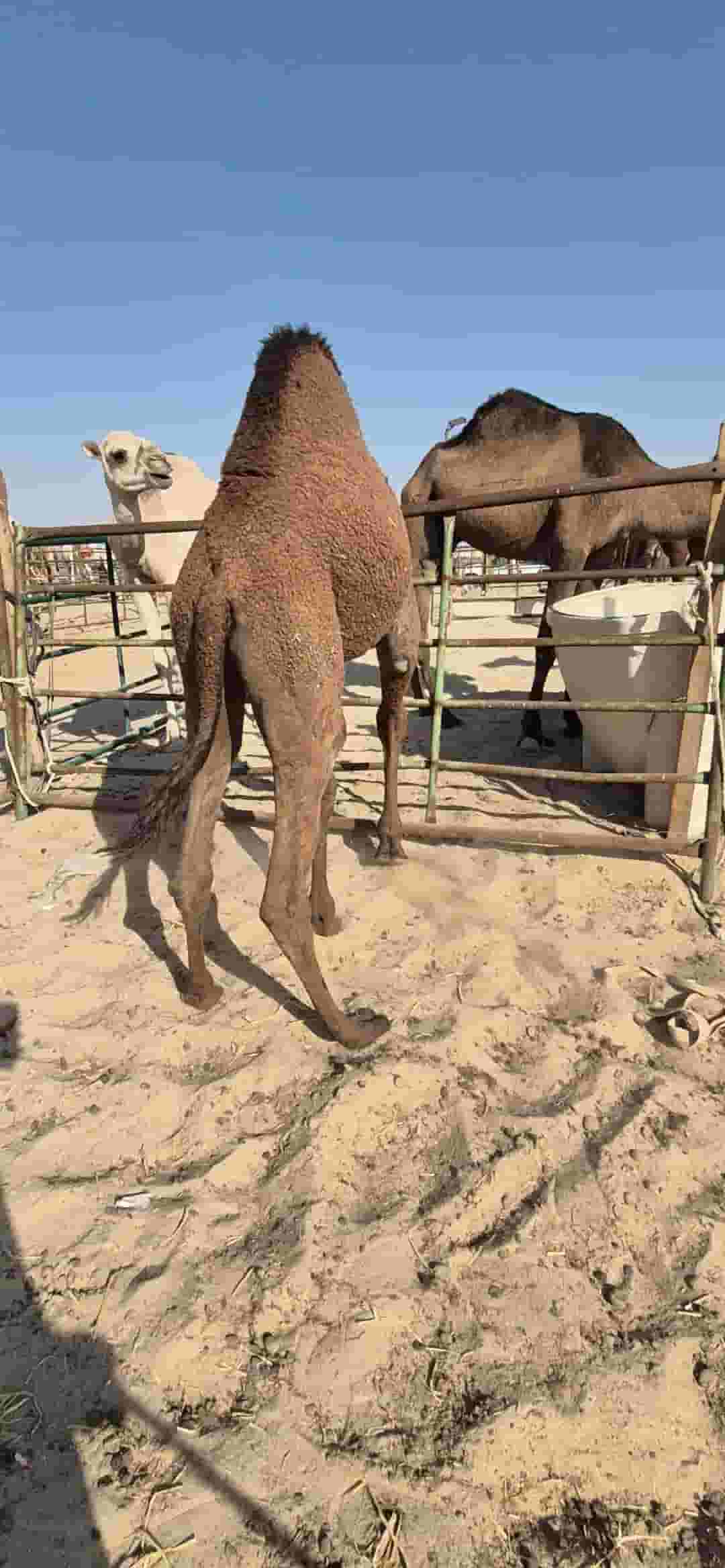 للبيع جمل محلي 