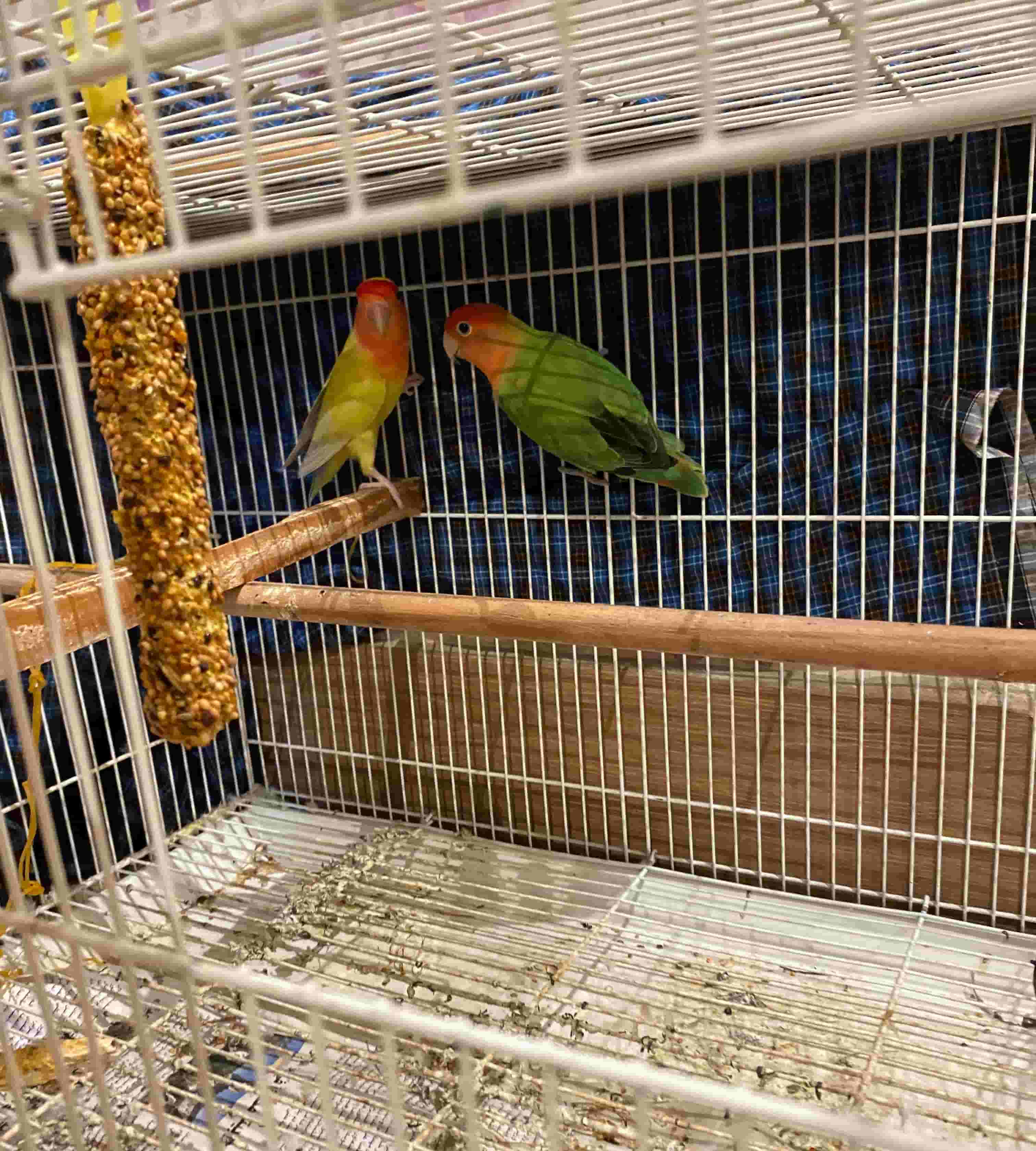  اثنين من طيور الحب