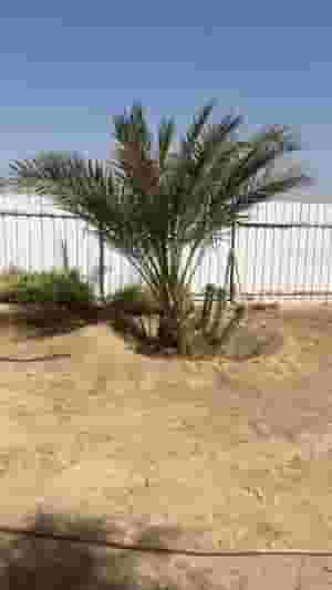 Abu Hassan for the palm tree Ahwaz Kuwait