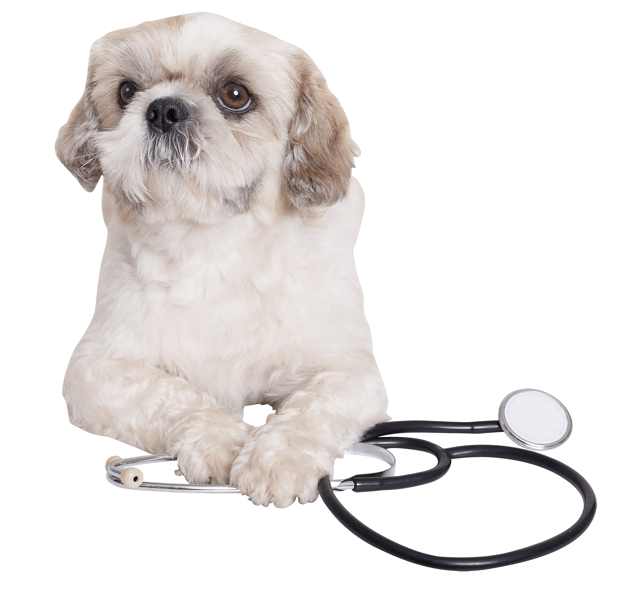 Animals Services