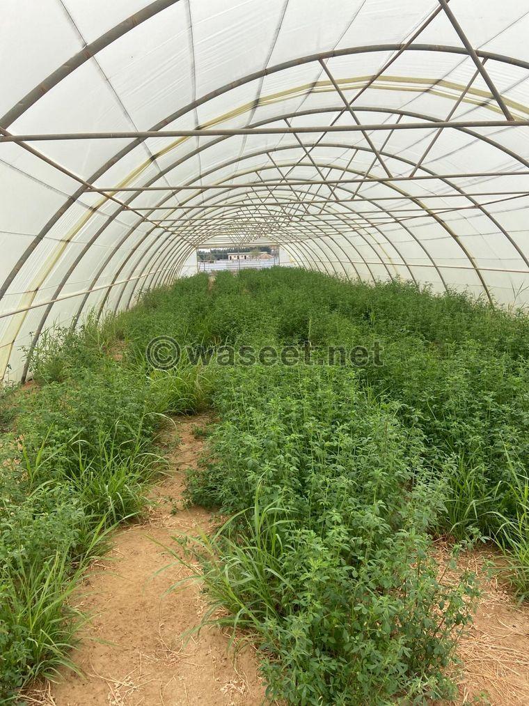 Farm for sale in Wafra  0