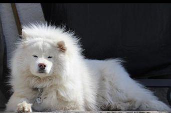 A rare Ukrainian Samoyed dog  