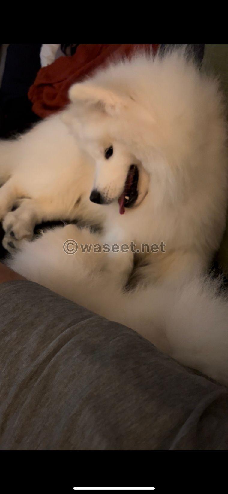 A rare Ukrainian Samoyed dog   5