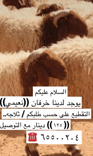 Selling Talyan Naeem sheep 