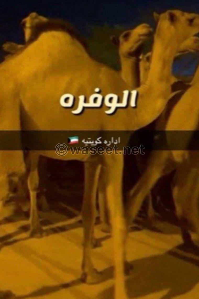 للبيع قعدان طيبة 0