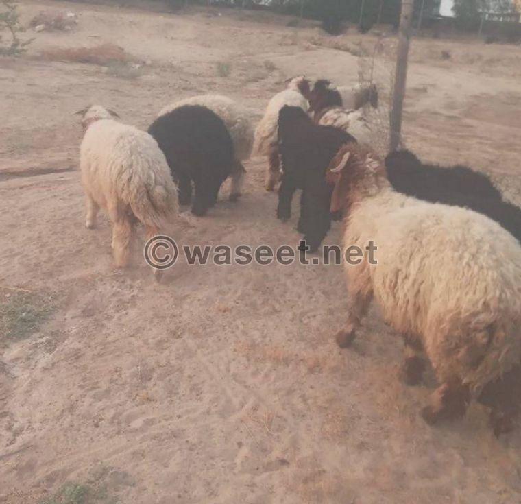 For sale, there is Naeem sheep and Arabs 1