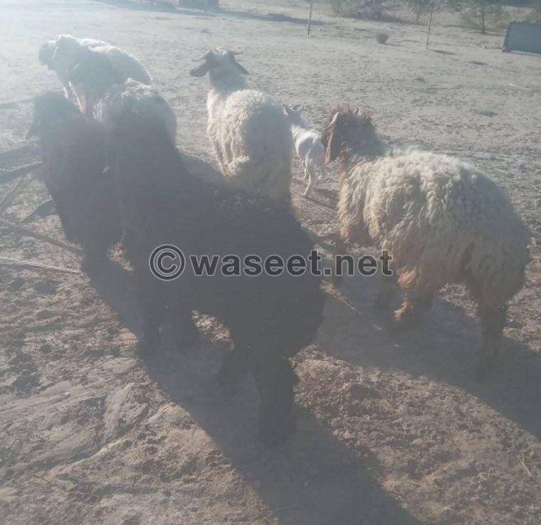 For sale, there is Naeem sheep and Arabs 4