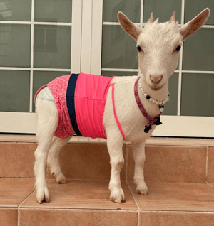 Nigerian dwarf goat