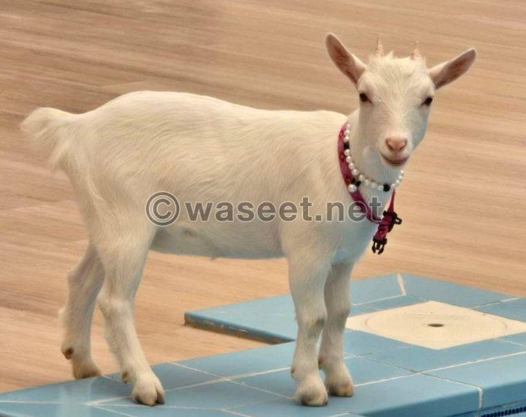 Nigerian dwarf goat 1