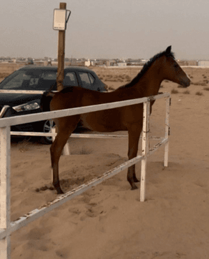 For sale if Munif Al-Khaldiya was born 