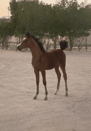 Mehr is very good. He is six months old