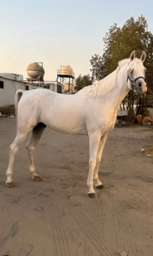  Pure Egyptian horse