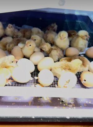 Fathi incubator for sale, 500 eggs