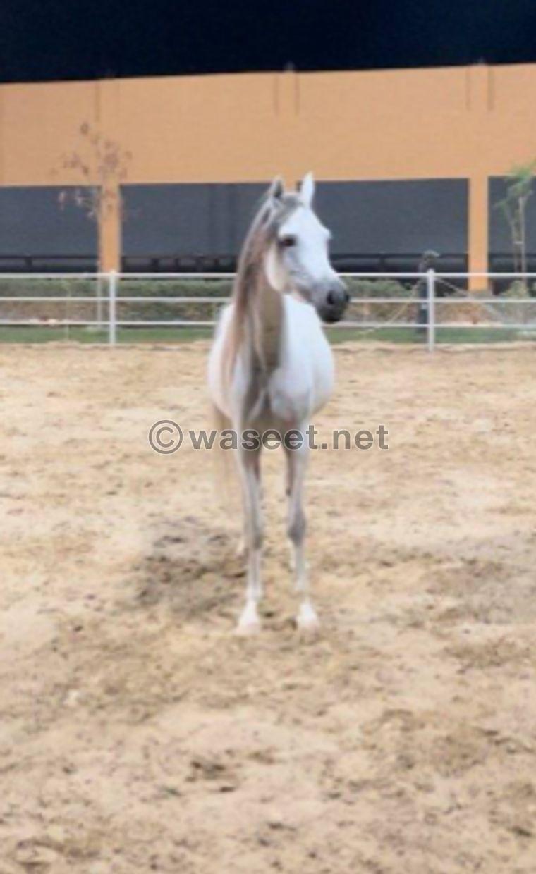 For sale, a horse Mix is a daughter and her mother is a Master Design daughter 0