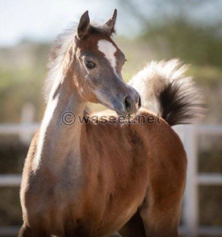 For sale, a horse Mix is a daughter and her mother is a Master Design daughter 5