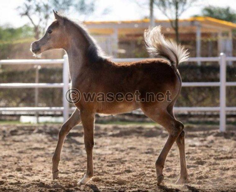 For sale, a horse Mix is a daughter and her mother is a Master Design daughter 6