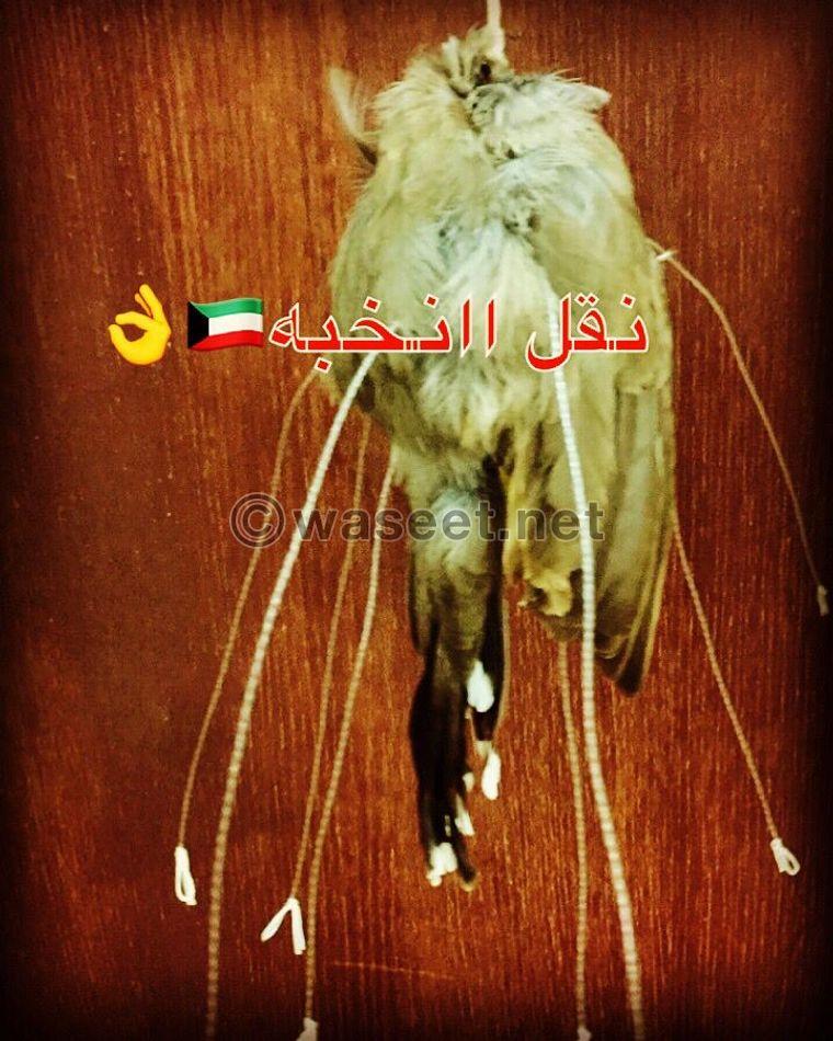 للبيع شبك منوع  1