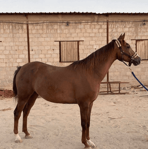 For sale a French horse born in 2015