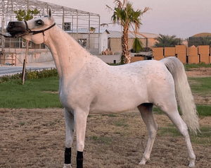 Pure Egyptian horse