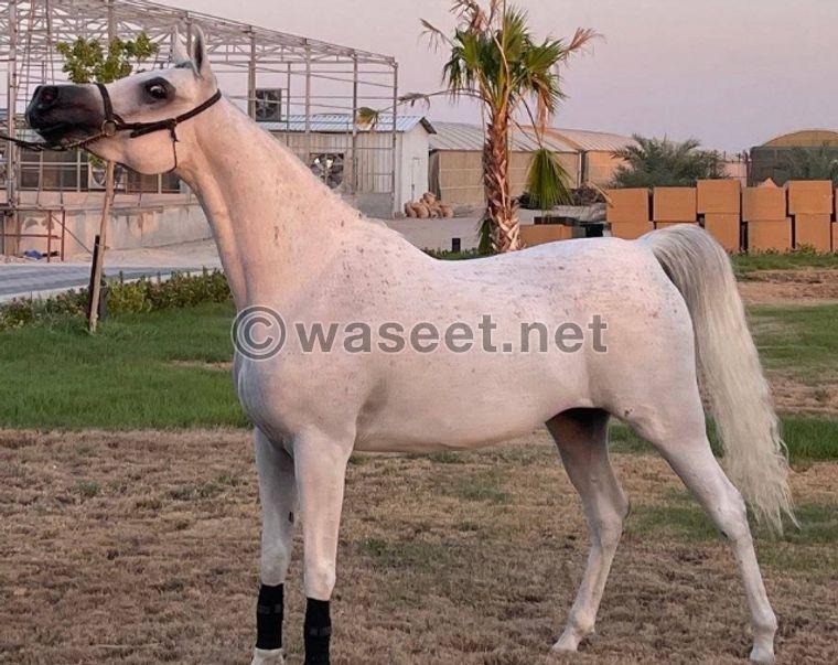 Pure Egyptian horse 0