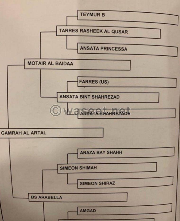 فرس مصرية بيور 1