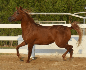  Pure Egyptian horse for sale