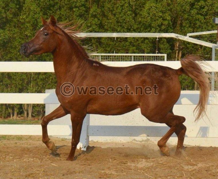  Pure Egyptian horse for sale 0