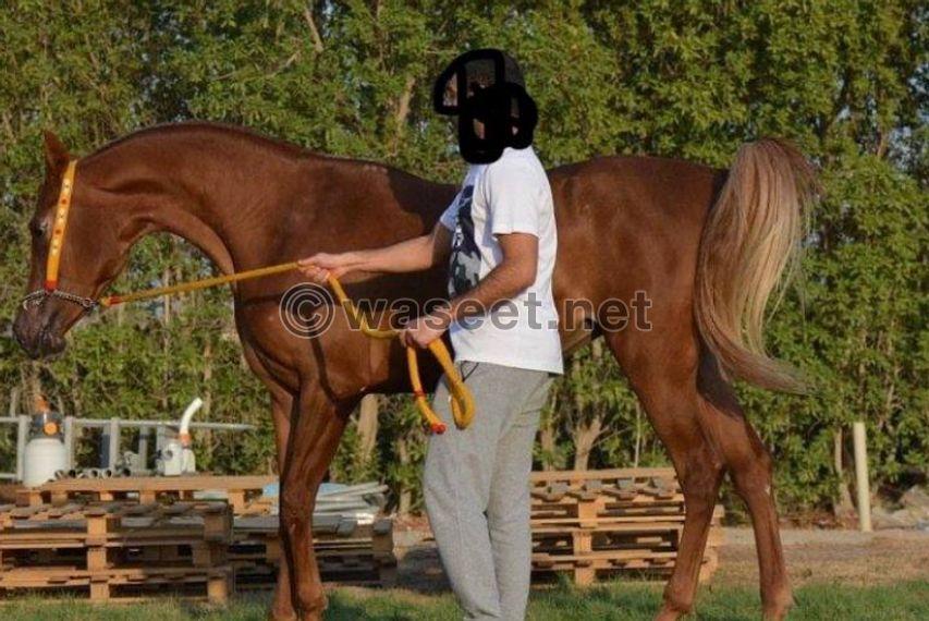  Pure Egyptian horse for sale 2