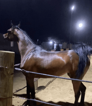  Imported mix horse for sale 