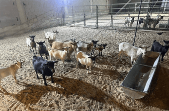  10 Czech Mex goats with their stallion for sale