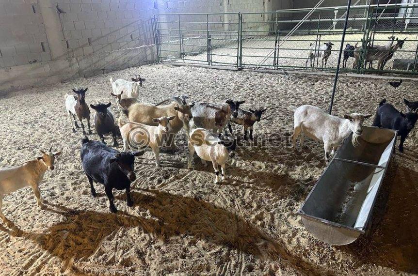  10 Czech Mex goats with their stallion for sale 0