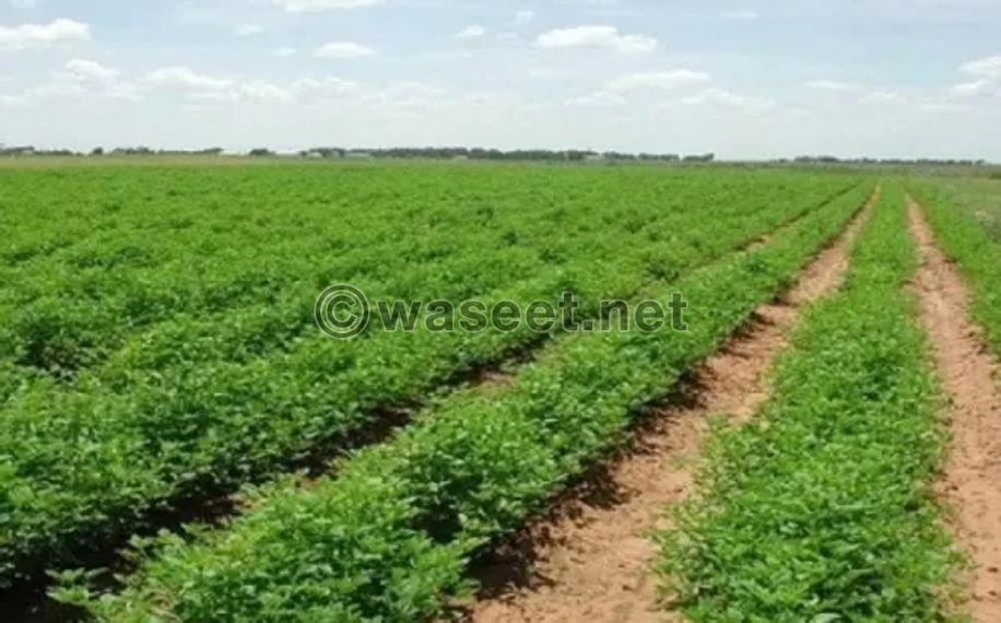 Farms are required for rent in Abdali  0