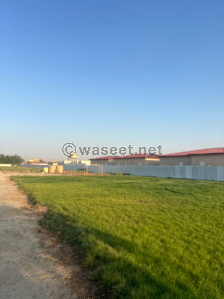 For rent a farm in Wafra  0