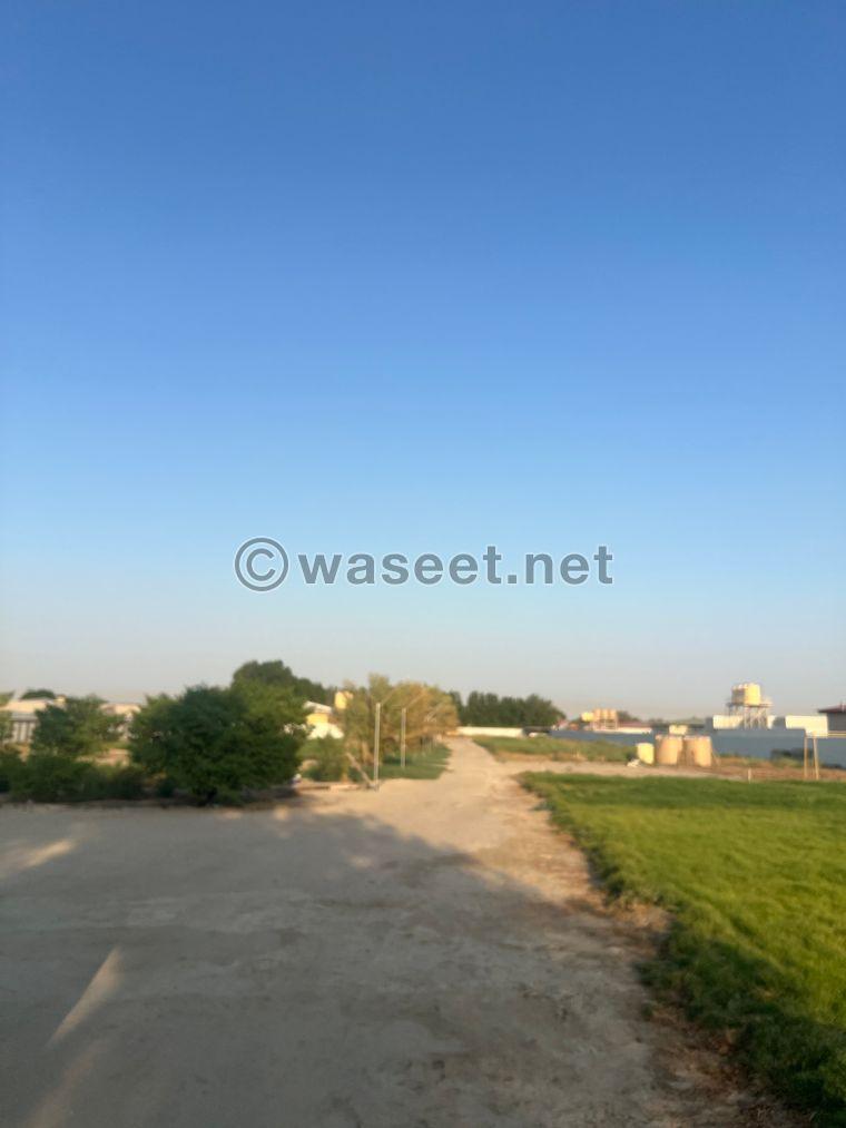 For rent a farm in Wafra  1