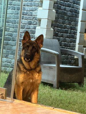 German Shepherd dog for sale