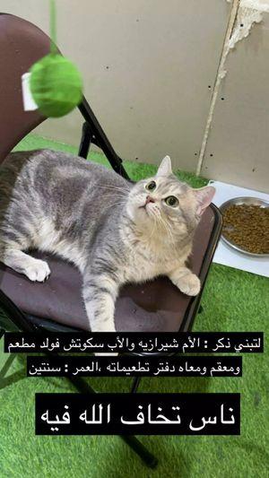 Cats for adoption