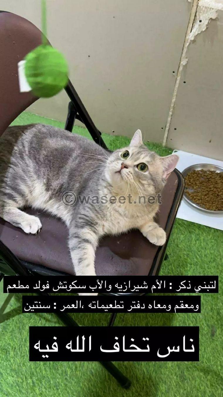 Cats for adoption 0