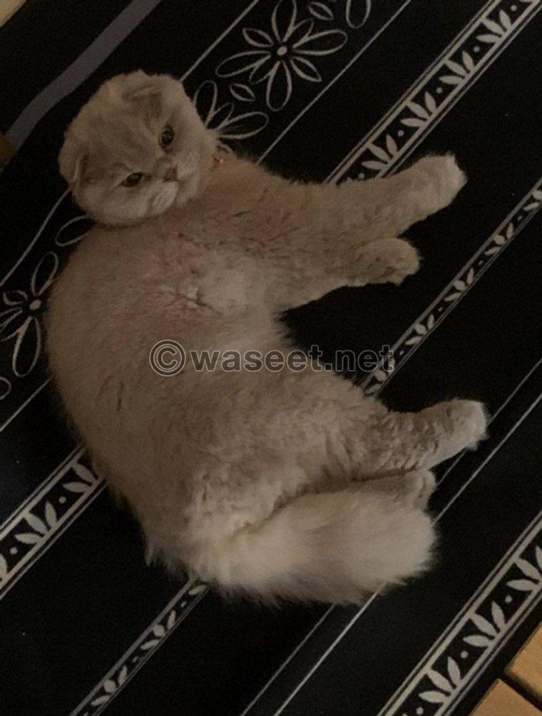 For sale a female Scotch Fold Pure cat, 0