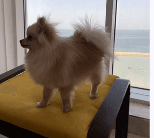 Pomeranian female for sale