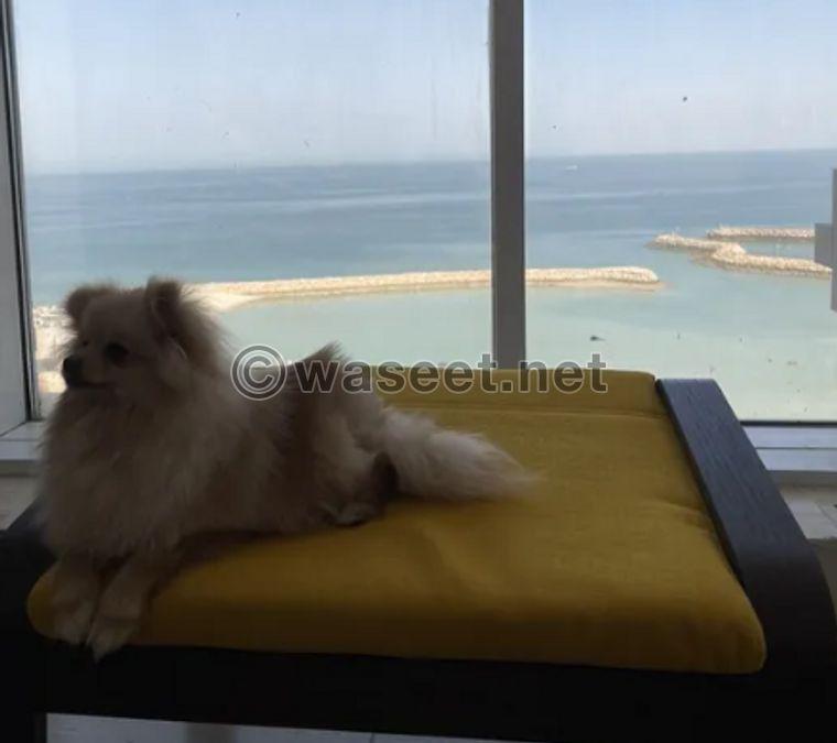 Pomeranian female for sale 1