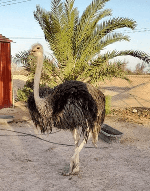 For sale a female ostrich