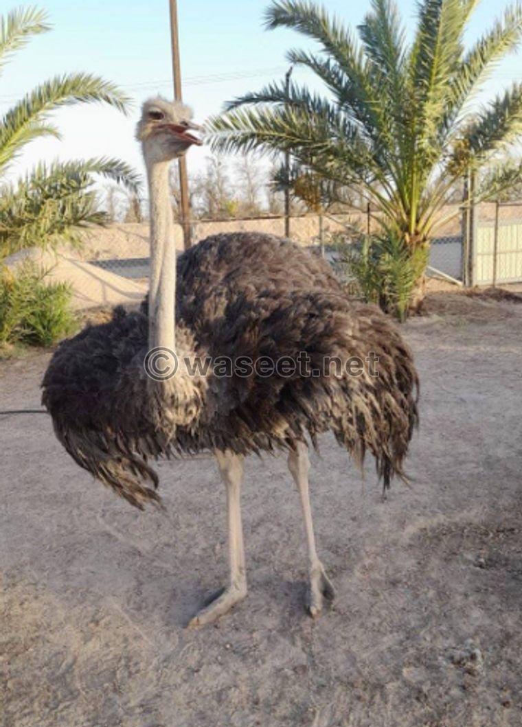 For sale a female ostrich 1