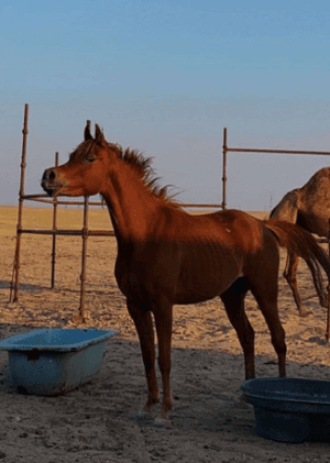 For sale an Egyptian horse, born in 2018