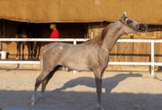 For sale, there is a beautiful colty pony 