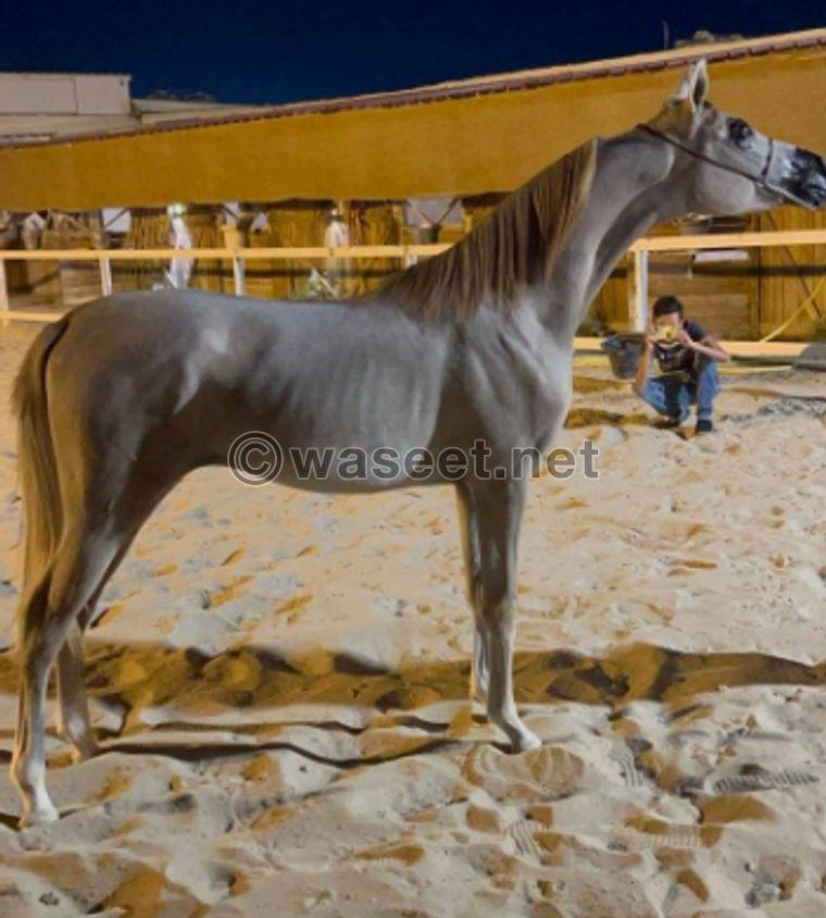 For sale, there is a beautiful colty pony  5