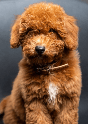 European mini poodle